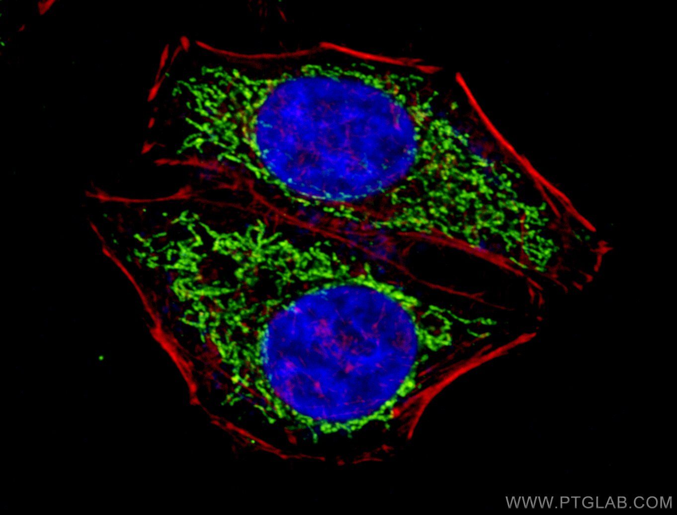 Immunofluorescence (IF) / fluorescent staining of HepG2 cells using ATP5C1 Polyclonal antibody (10910-1-AP)