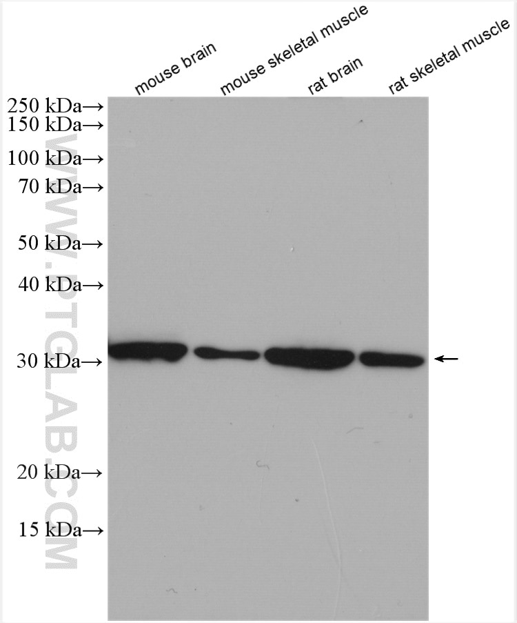 Western Blot (WB) analysis of various lysates using ATP5C1 Polyclonal antibody (10910-1-AP)