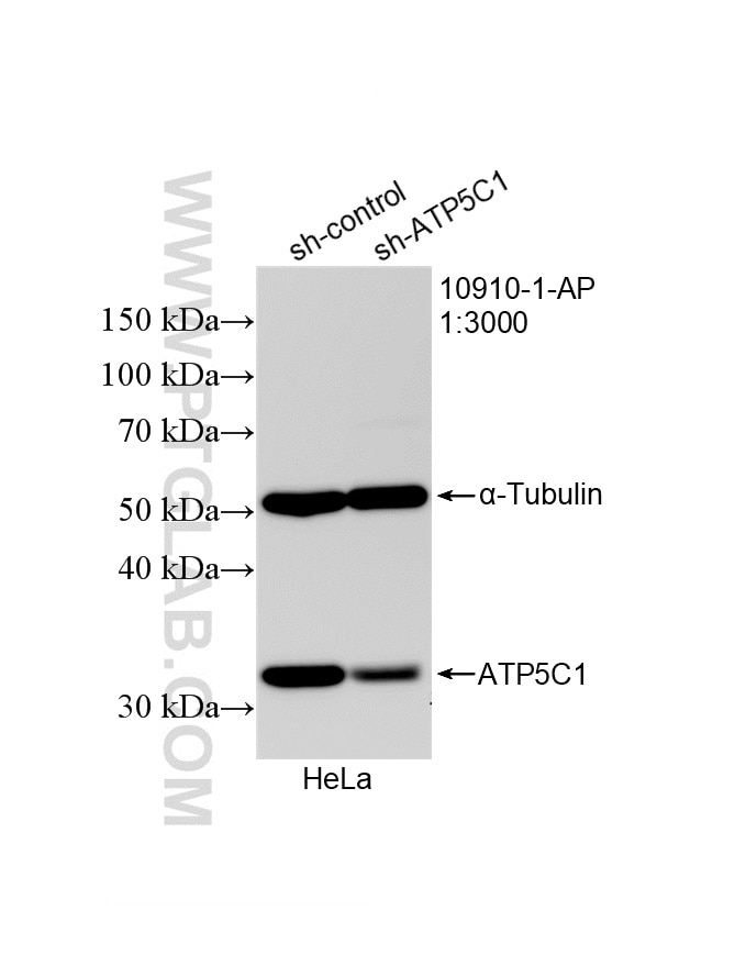 Western Blot (WB) analysis of HeLa cells using ATP5C1 Polyclonal antibody (10910-1-AP)
