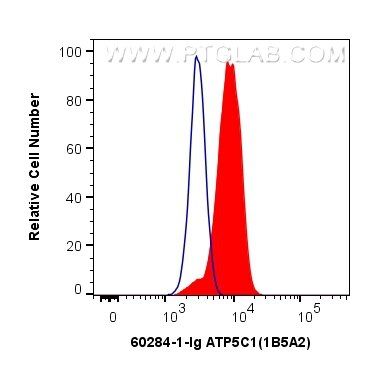 Flow cytometry (FC) experiment of HeLa cells using ATP5C1 Monoclonal antibody (60284-1-Ig)