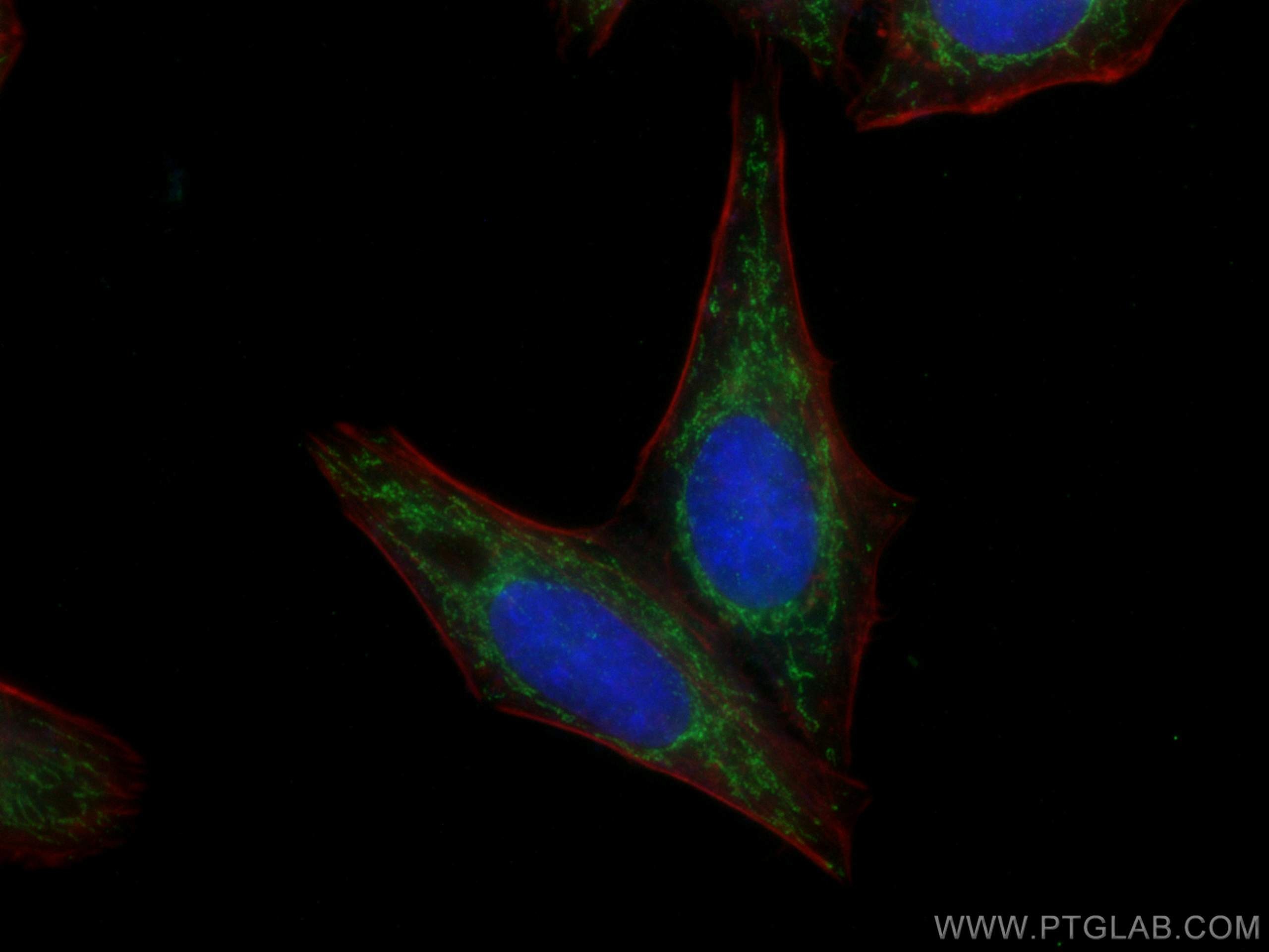 Immunofluorescence (IF) / fluorescent staining of HepG2 cells using ATP5C1 Monoclonal antibody (60284-1-Ig)