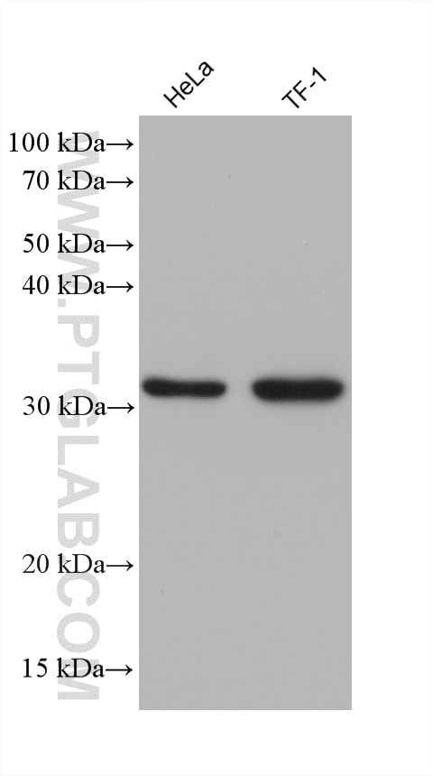 Western Blot (WB) analysis of various lysates using ATP5C1 Monoclonal antibody (60284-1-Ig)