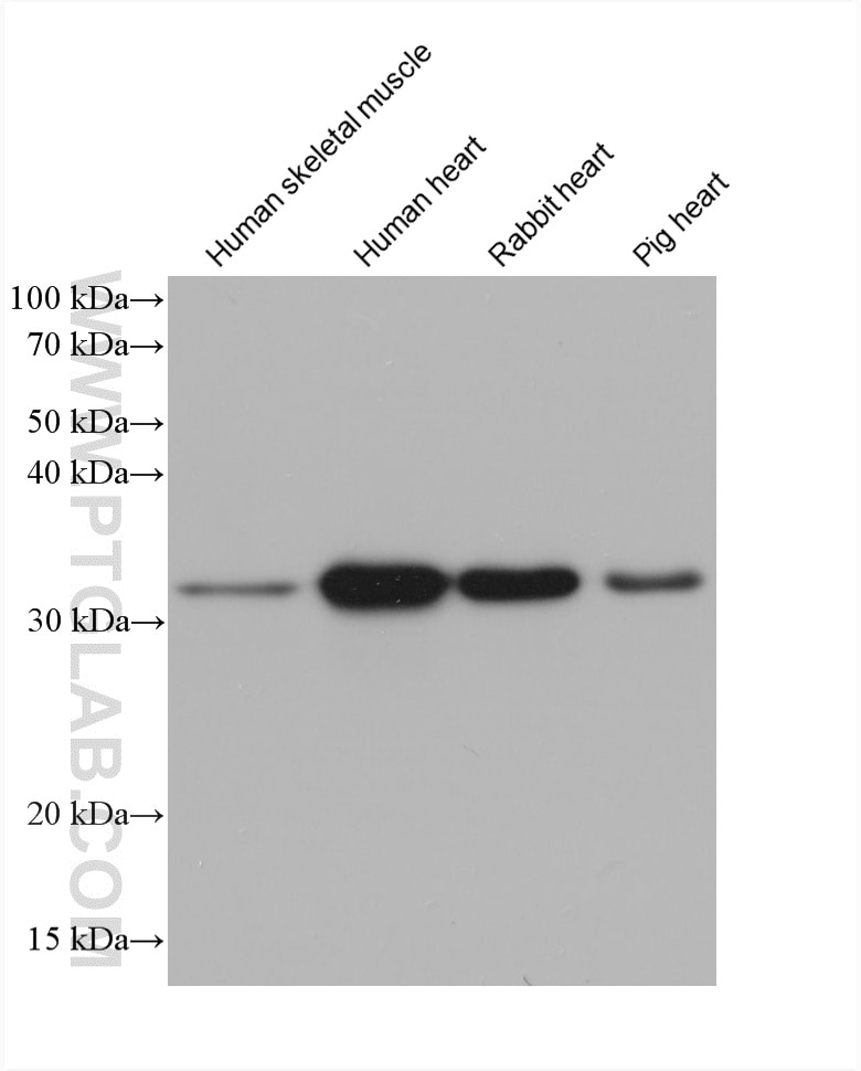 Western Blot (WB) analysis of various lysates using ATP5C1 Monoclonal antibody (60284-1-Ig)