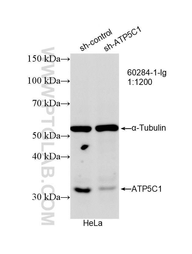 Western Blot (WB) analysis of HeLa cells using ATP5C1 Monoclonal antibody (60284-1-Ig)