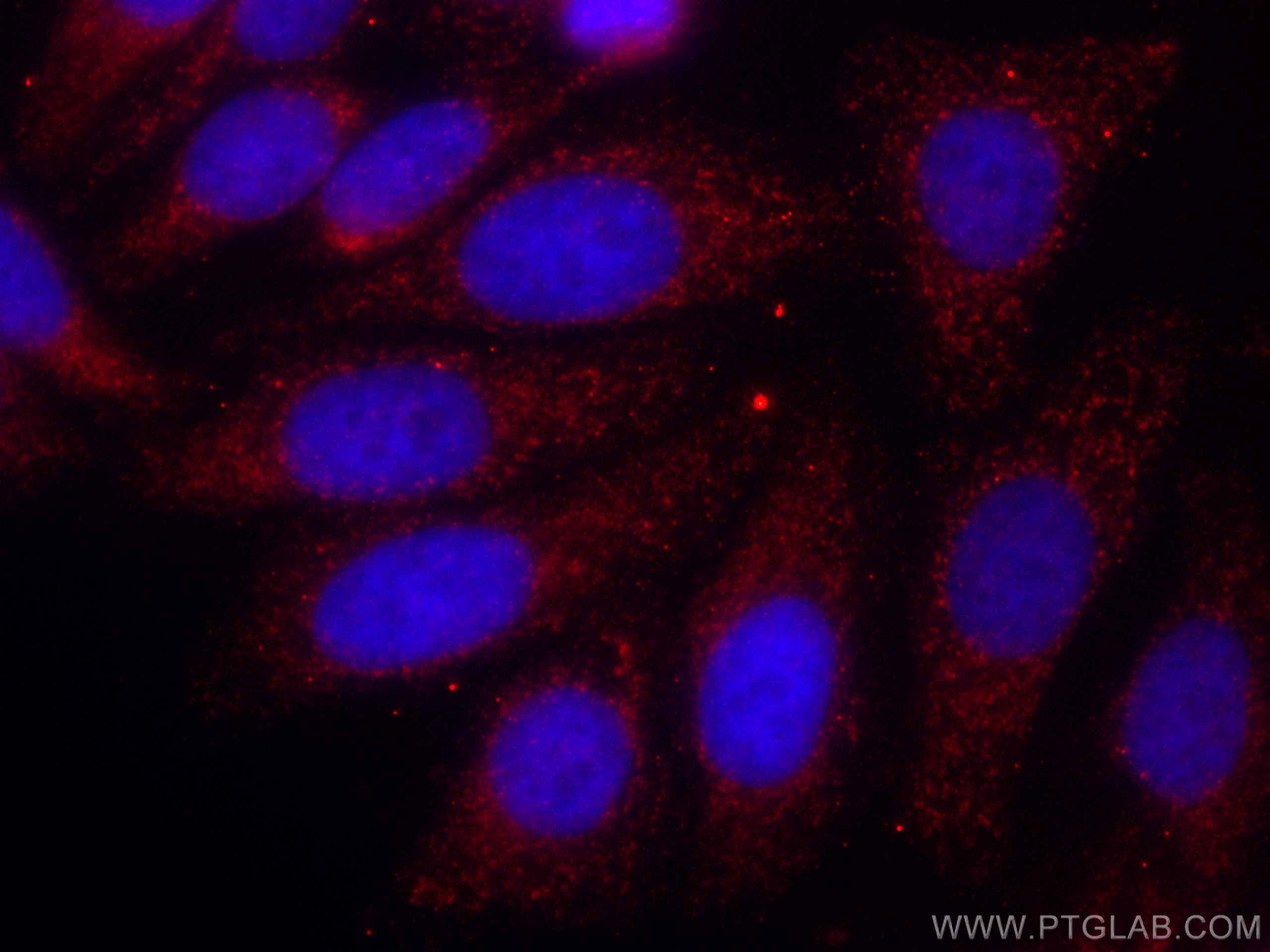 Immunofluorescence (IF) / fluorescent staining of HepG2 cells using CoraLite®594-conjugated ATP5C1 Monoclonal antibody (CL594-60284)