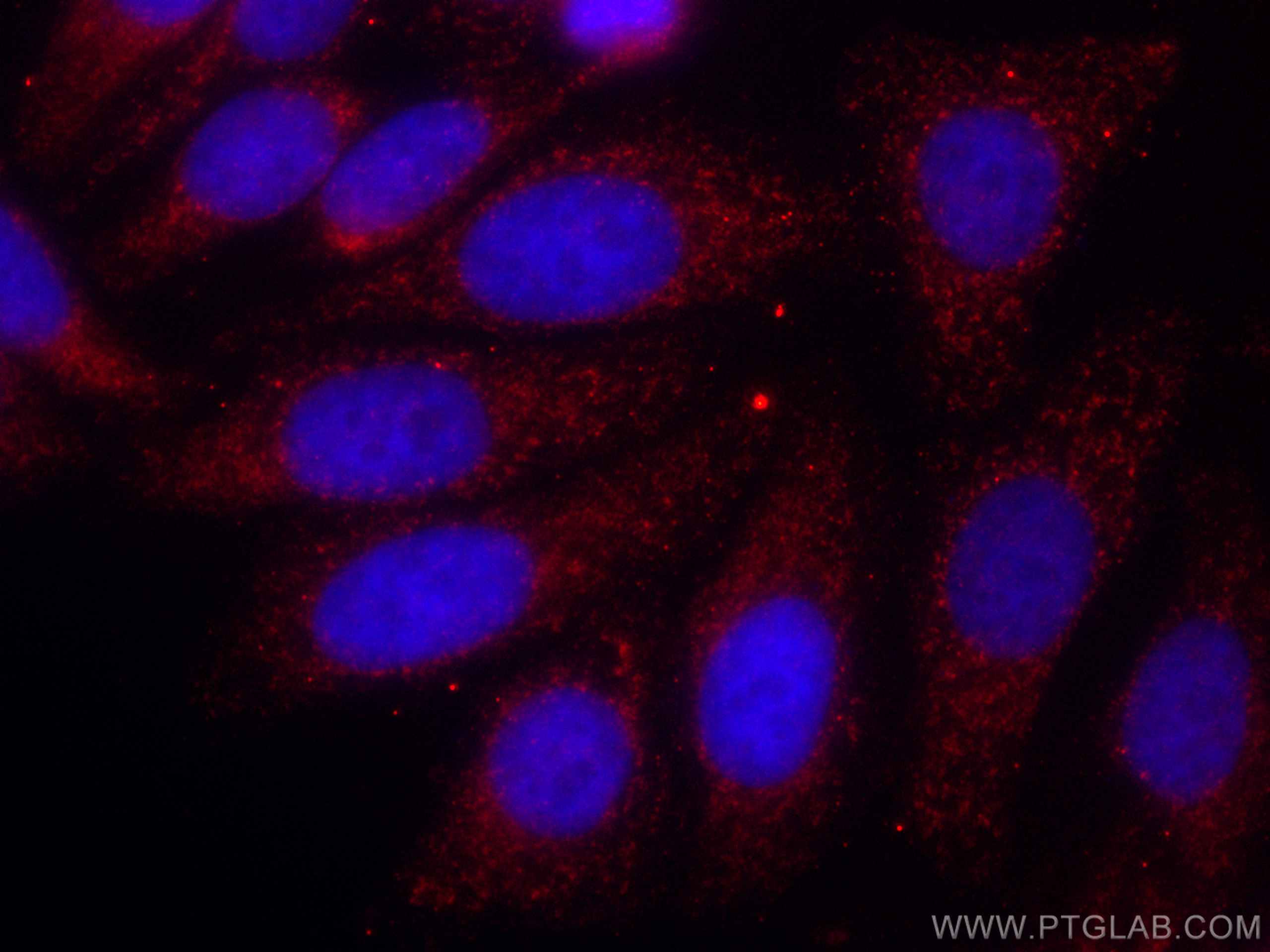 IF Staining of HepG2 using CL594-60284