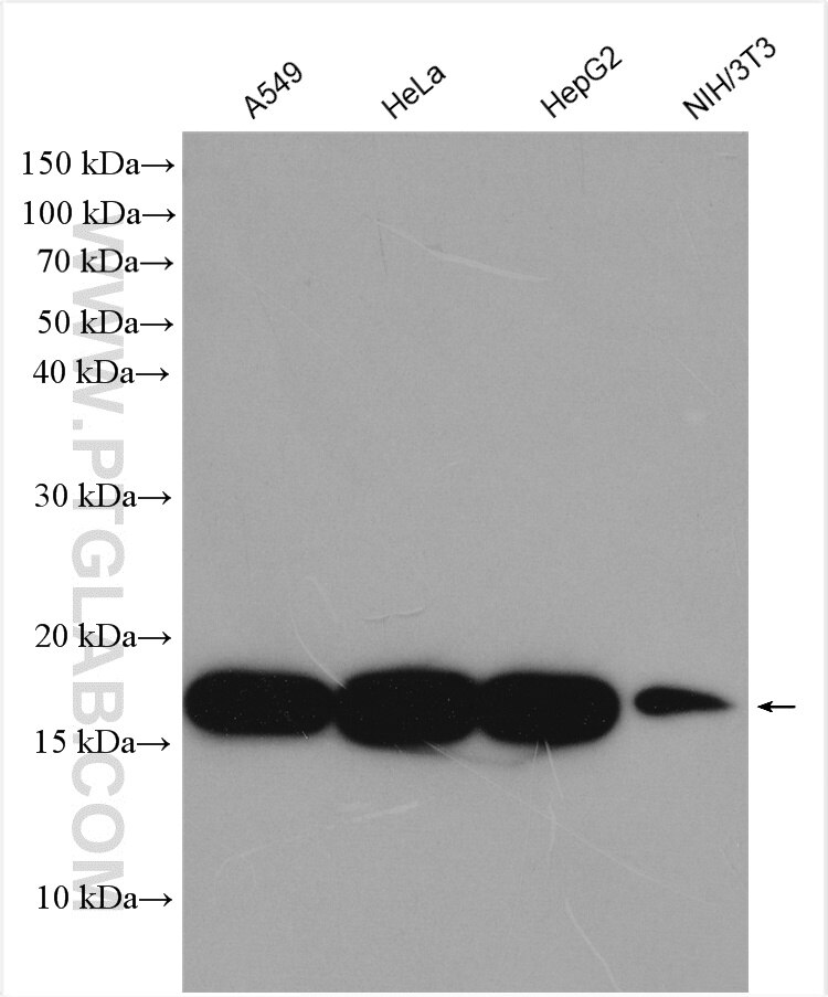 Western Blot (WB) analysis of various lysates using ATP5D Polyclonal antibody (14893-1-AP)