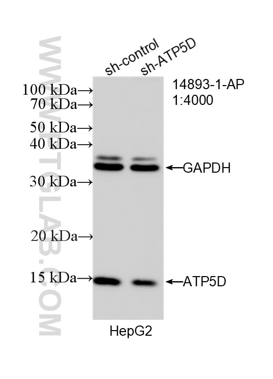 WB analysis of HepG2 using 14893-1-AP Western Blot (WB) analysis of HepG2 cells using ATP5D Polyclonal antibody (14893-1-AP)