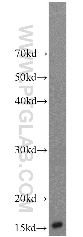 Western Blot (WB) analysis of A549 cells using ATP5D Polyclonal antibody (14893-1-AP)