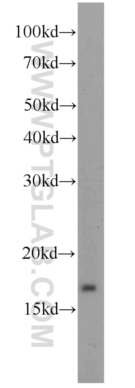 Western Blot (WB) analysis of NIH/3T3 cells using ATP5D Polyclonal antibody (14893-1-AP)