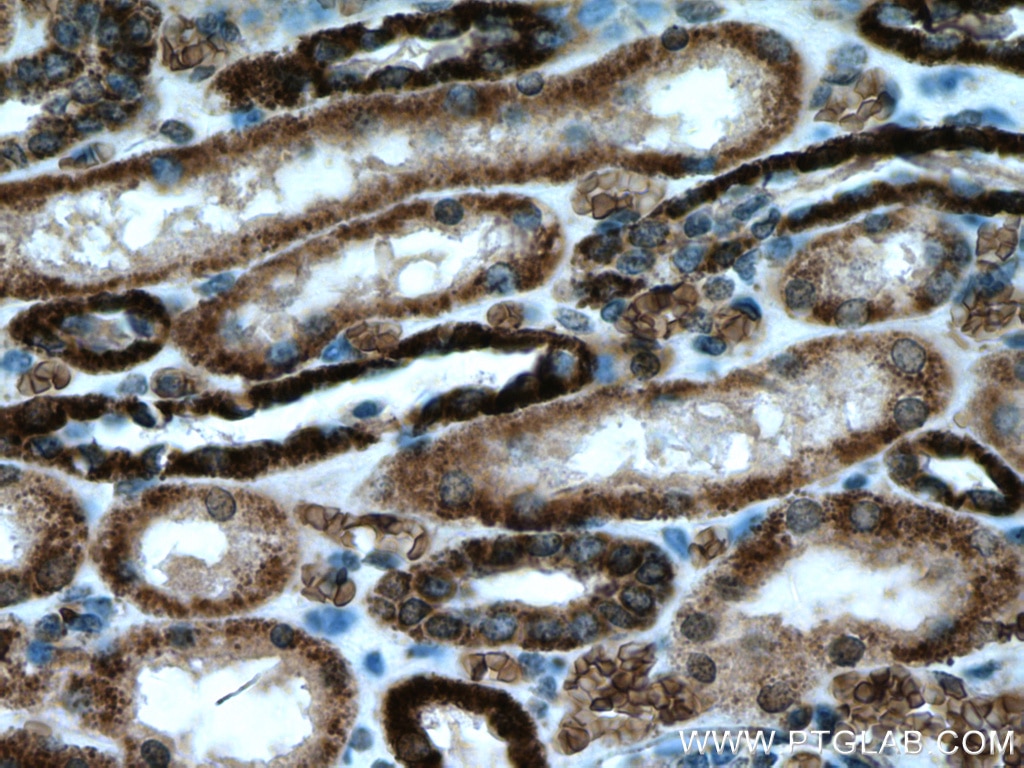 Immunohistochemistry (IHC) staining of human kidney tissue using ATP5D Monoclonal antibody (66673-1-Ig)