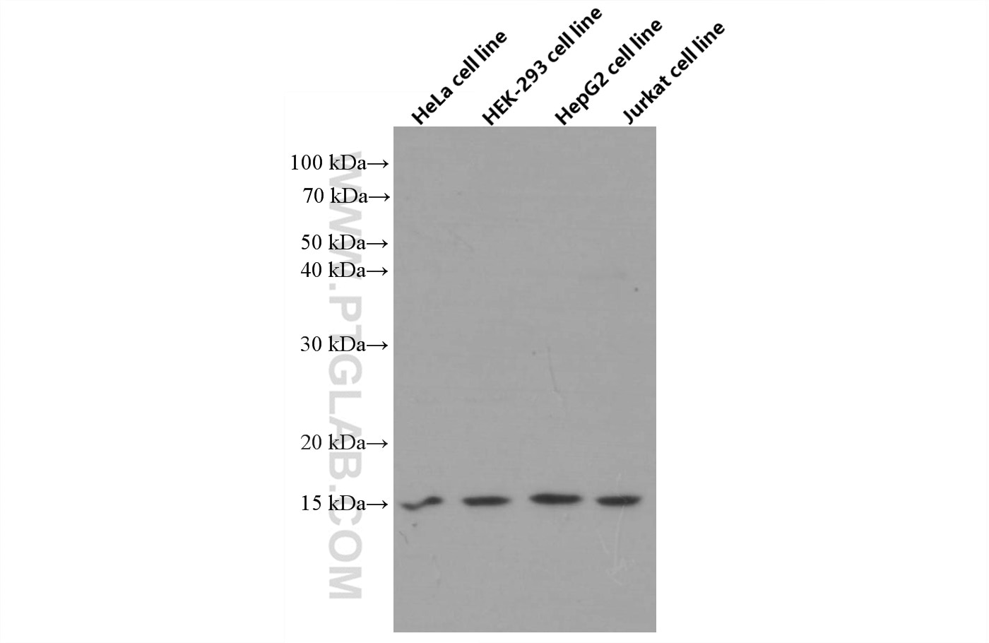 Western Blot (WB) analysis of various lysates using ATP5D Monoclonal antibody (66673-1-Ig)