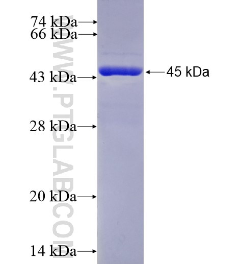 ATP5D fusion protein Ag6682 SDS-PAGE