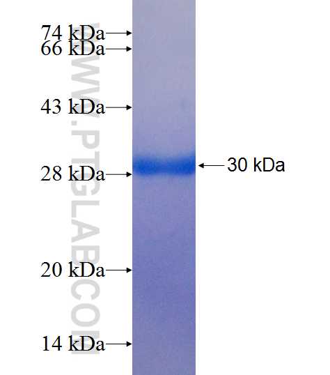 ATP5E fusion protein Ag7672 SDS-PAGE
