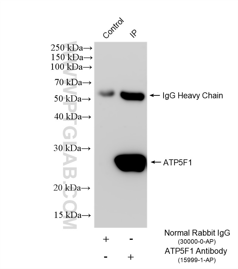 Immunoprecipitation (IP) experiment of HEK-293T cells using ATP5F1 Polyclonal antibody (15999-1-AP)