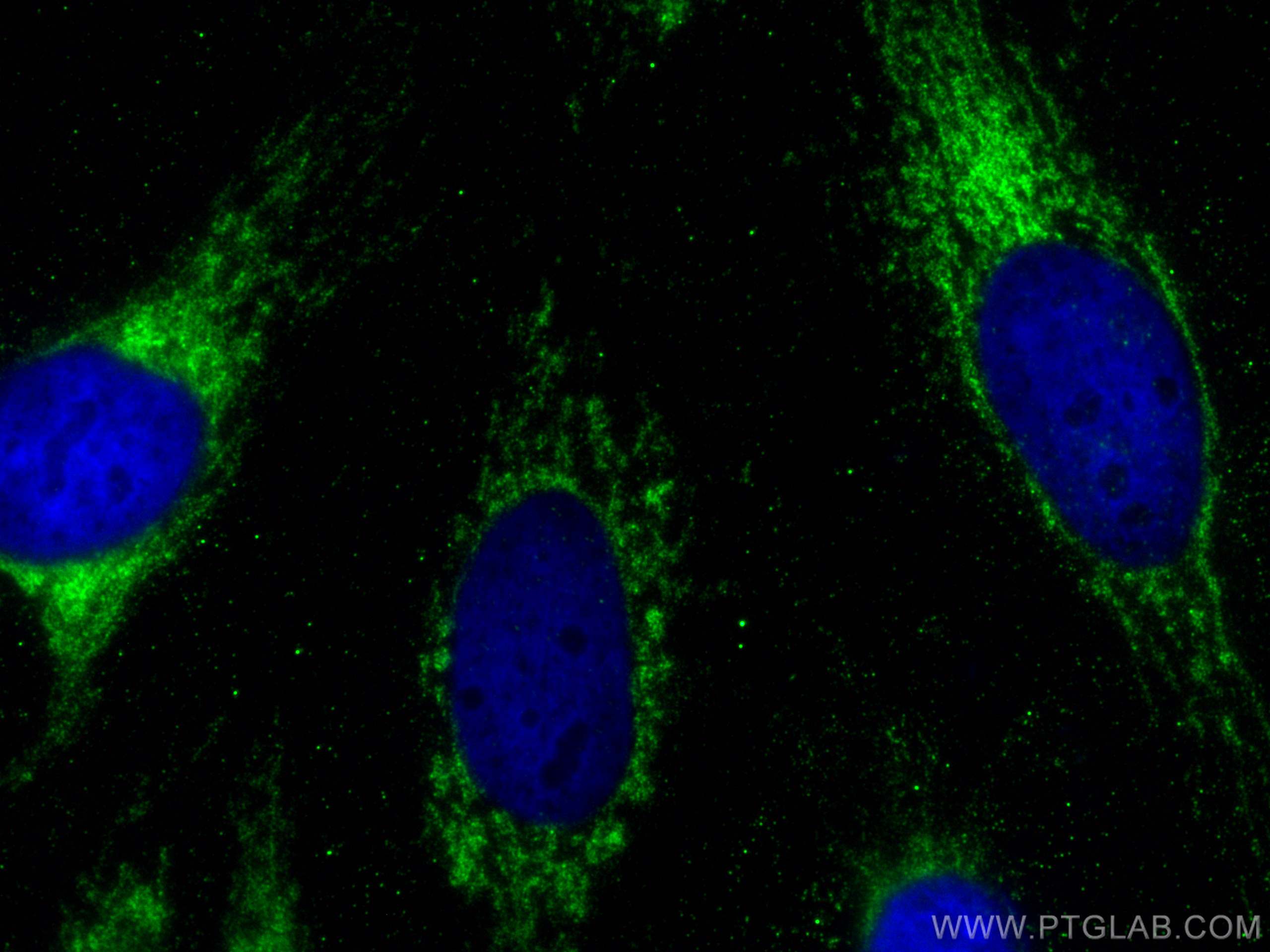 Immunofluorescence (IF) / fluorescent staining of HeLa cells using ATP5F1 Monoclonal antibody (68304-1-Ig)
