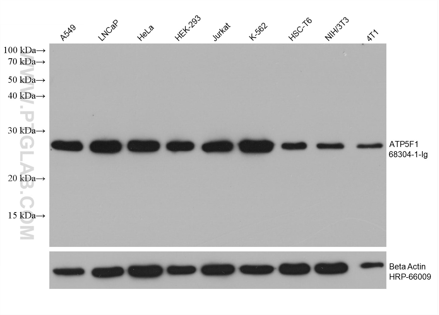 Western Blot (WB) analysis of various lysates using ATP5F1 Monoclonal antibody (68304-1-Ig)