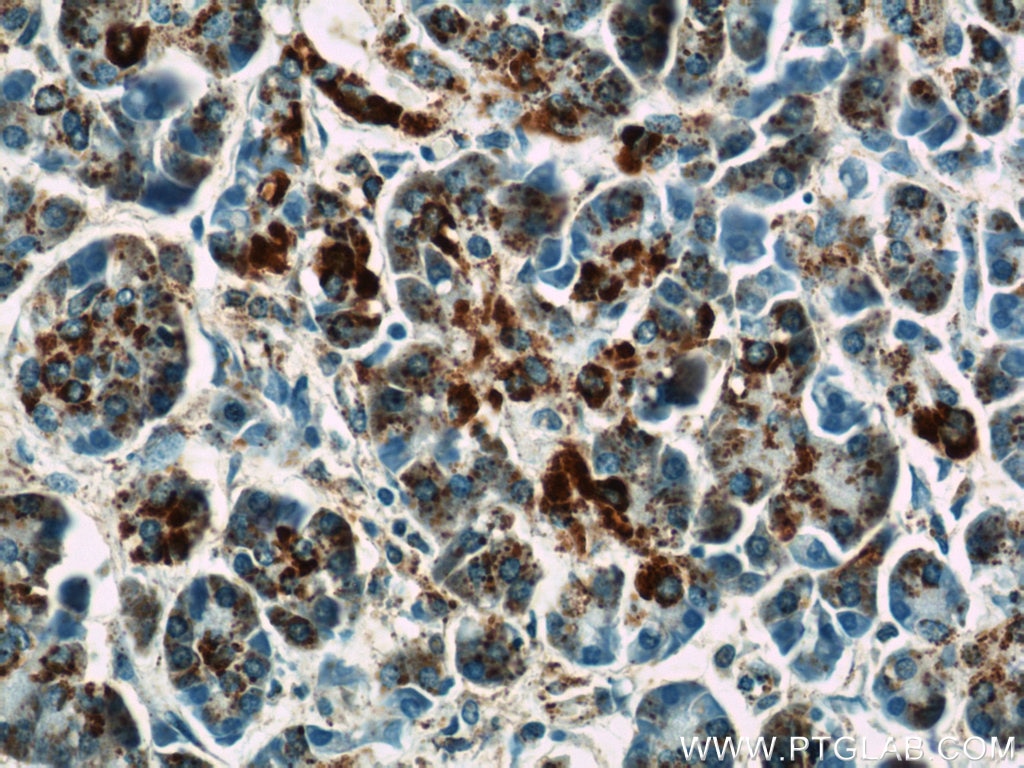Immunohistochemistry (IHC) staining of human pancreas tissue using ATP5H Polyclonal antibody (17589-1-AP)