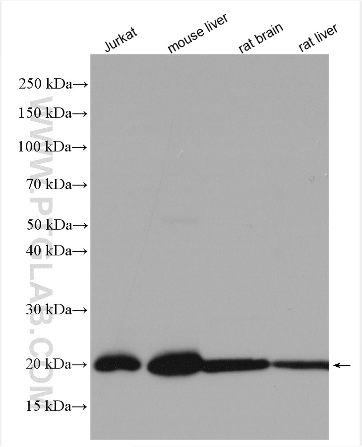 Western Blot (WB) analysis of Jurkat cells using ATP5H Polyclonal antibody (17589-1-AP)