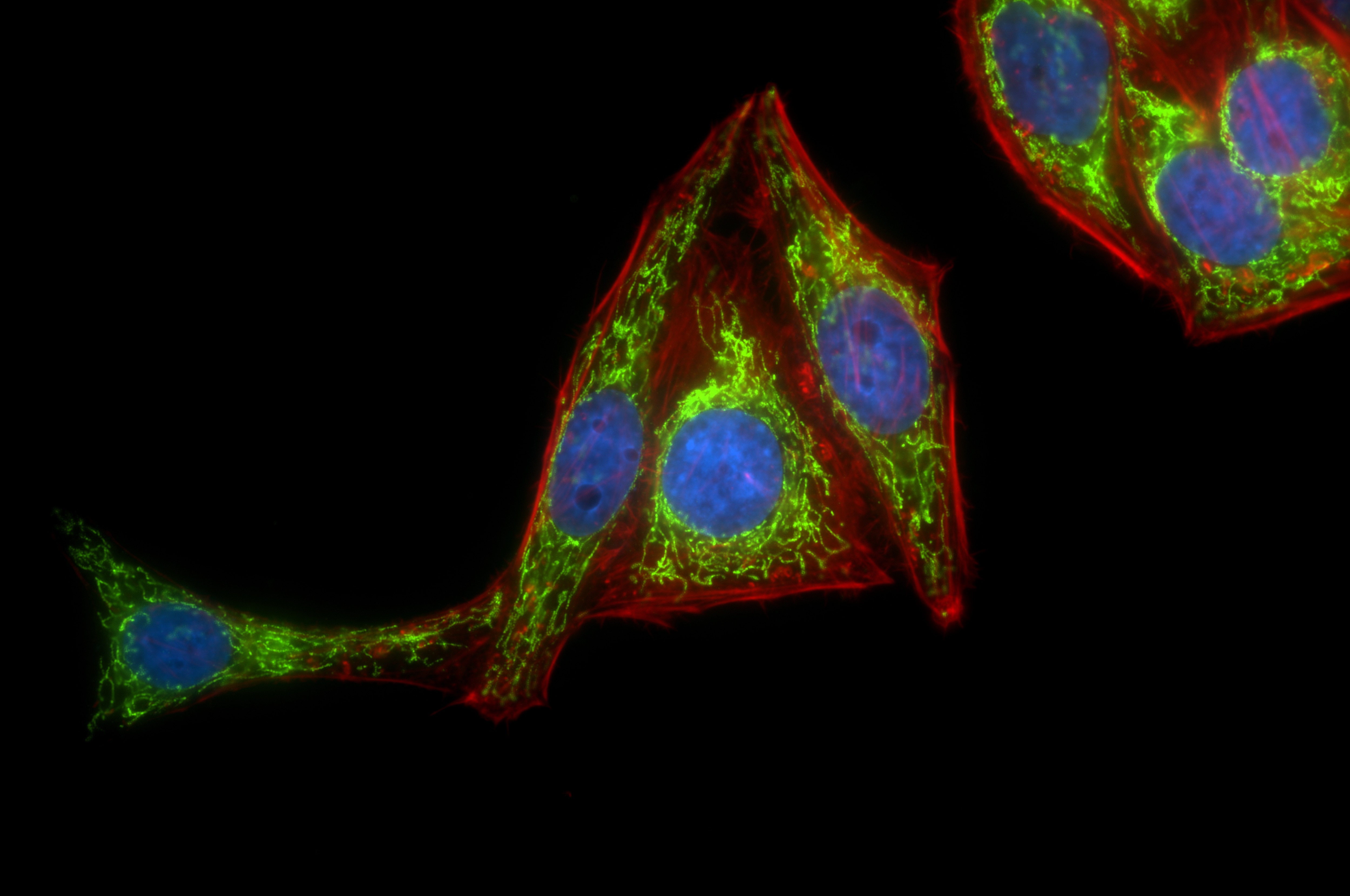 Immunofluorescence (IF) / fluorescent staining of HepG2 cells using ATP5H Recombinant antibody (86174-2-RR)