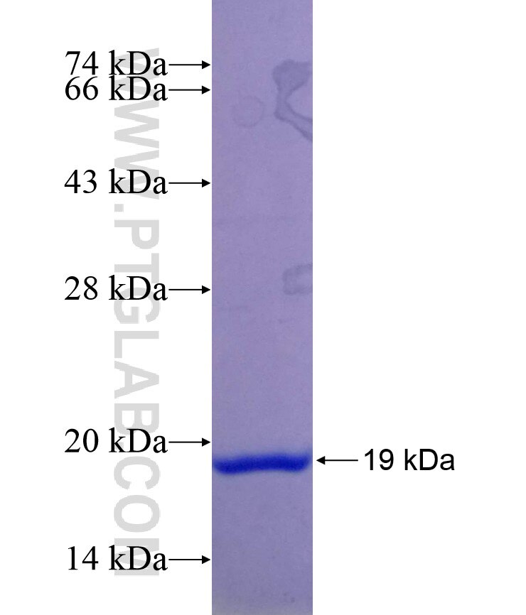 ATP5H fusion protein Ag11400 SDS-PAGE