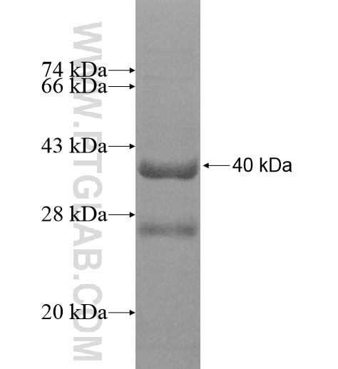 ATP5H fusion protein Ag11429 SDS-PAGE