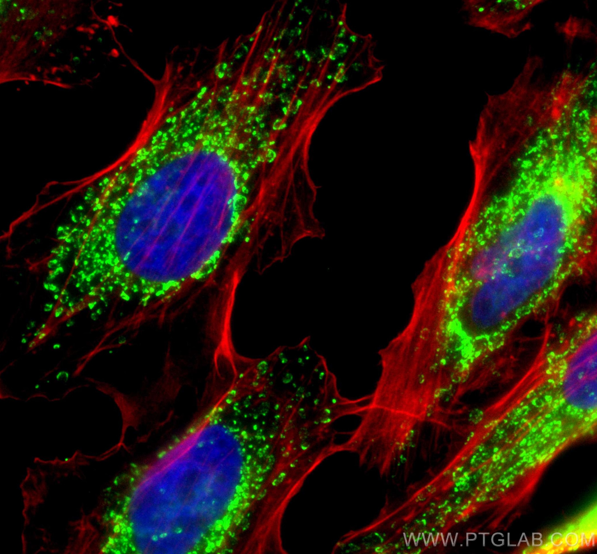 Immunofluorescence (IF) / fluorescent staining of HeLa cells using ATP5I Polyclonal antibody (16483-1-AP)