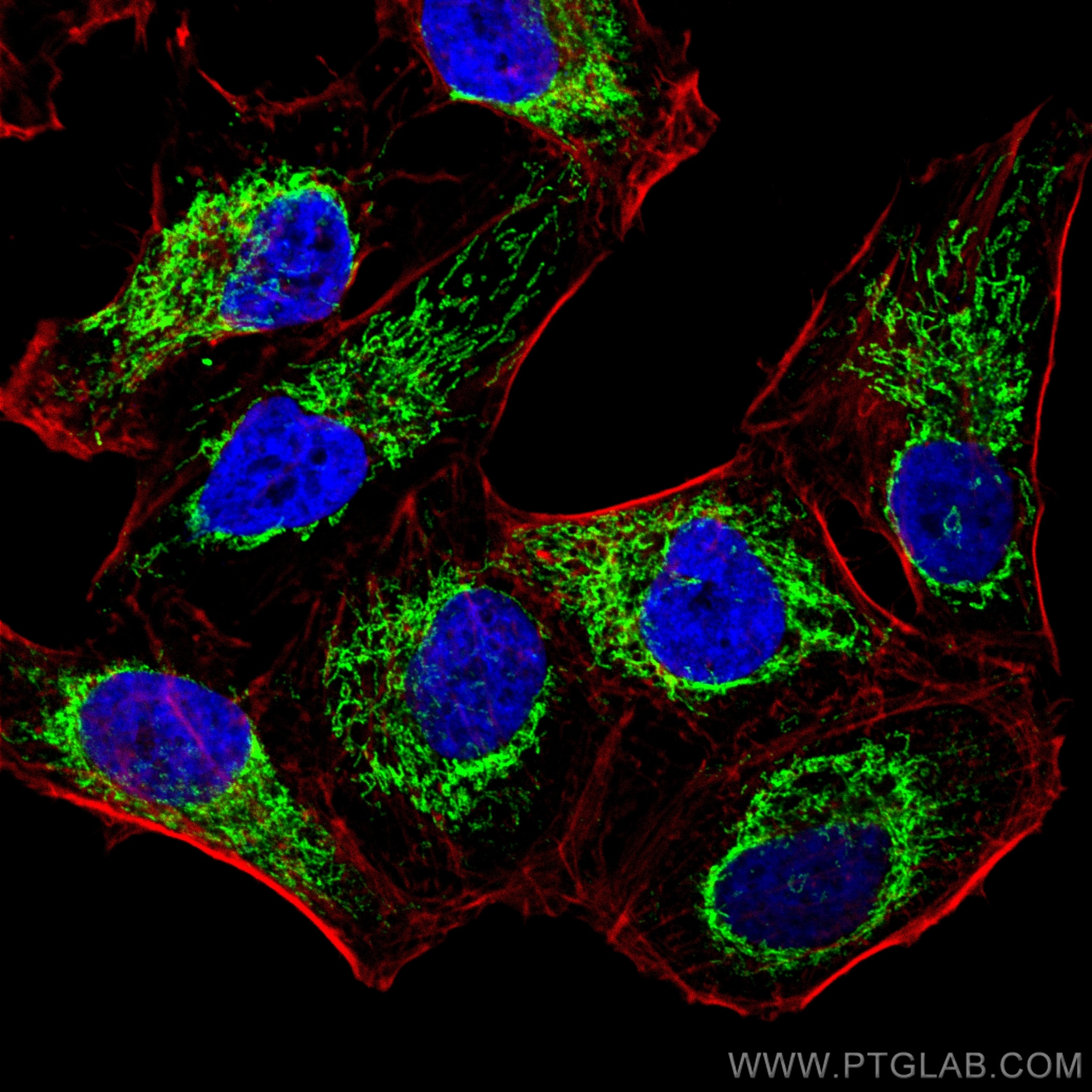 Immunofluorescence (IF) / fluorescent staining of HeLa cells using ATP5I Polyclonal antibody (16483-1-AP)