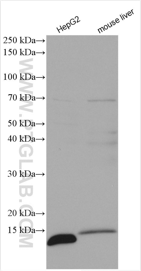 Western Blot (WB) analysis of various lysates using ATP5I Polyclonal antibody (16483-1-AP)