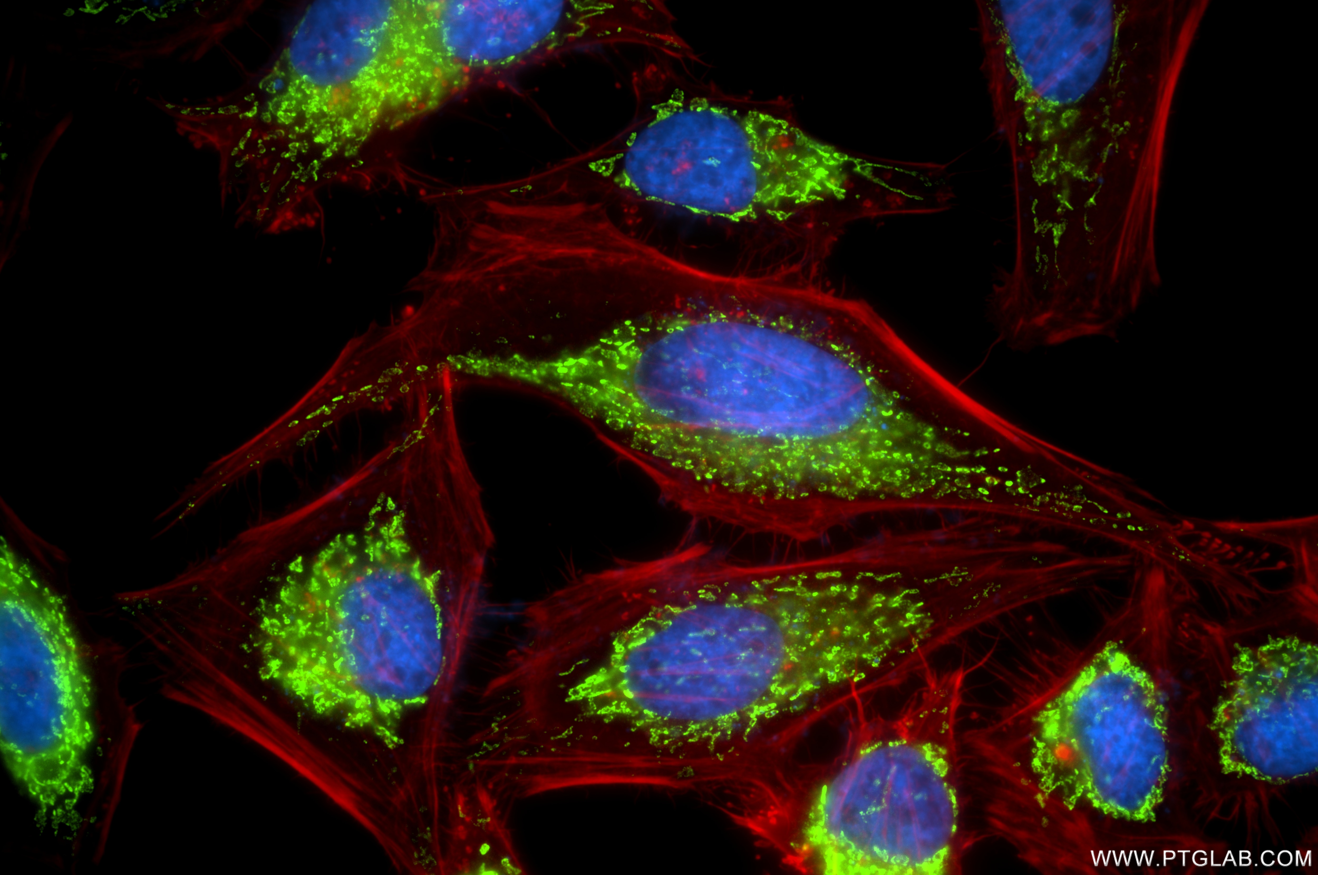 Immunofluorescence (IF) / fluorescent staining of HeLa cells using ATP5I Recombinant antibody (86218-2-RR)