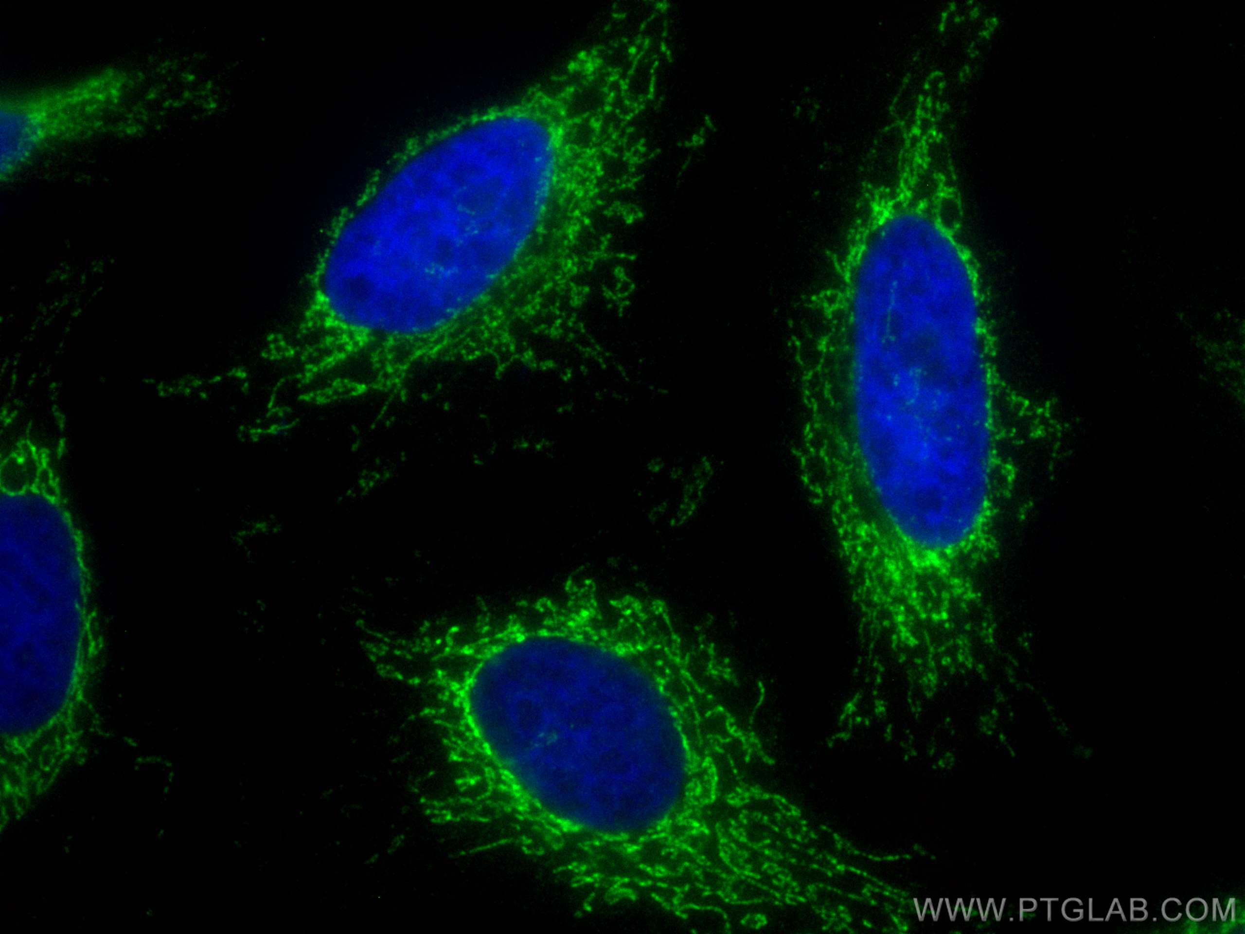 IF Staining of HeLa using CL488-16483