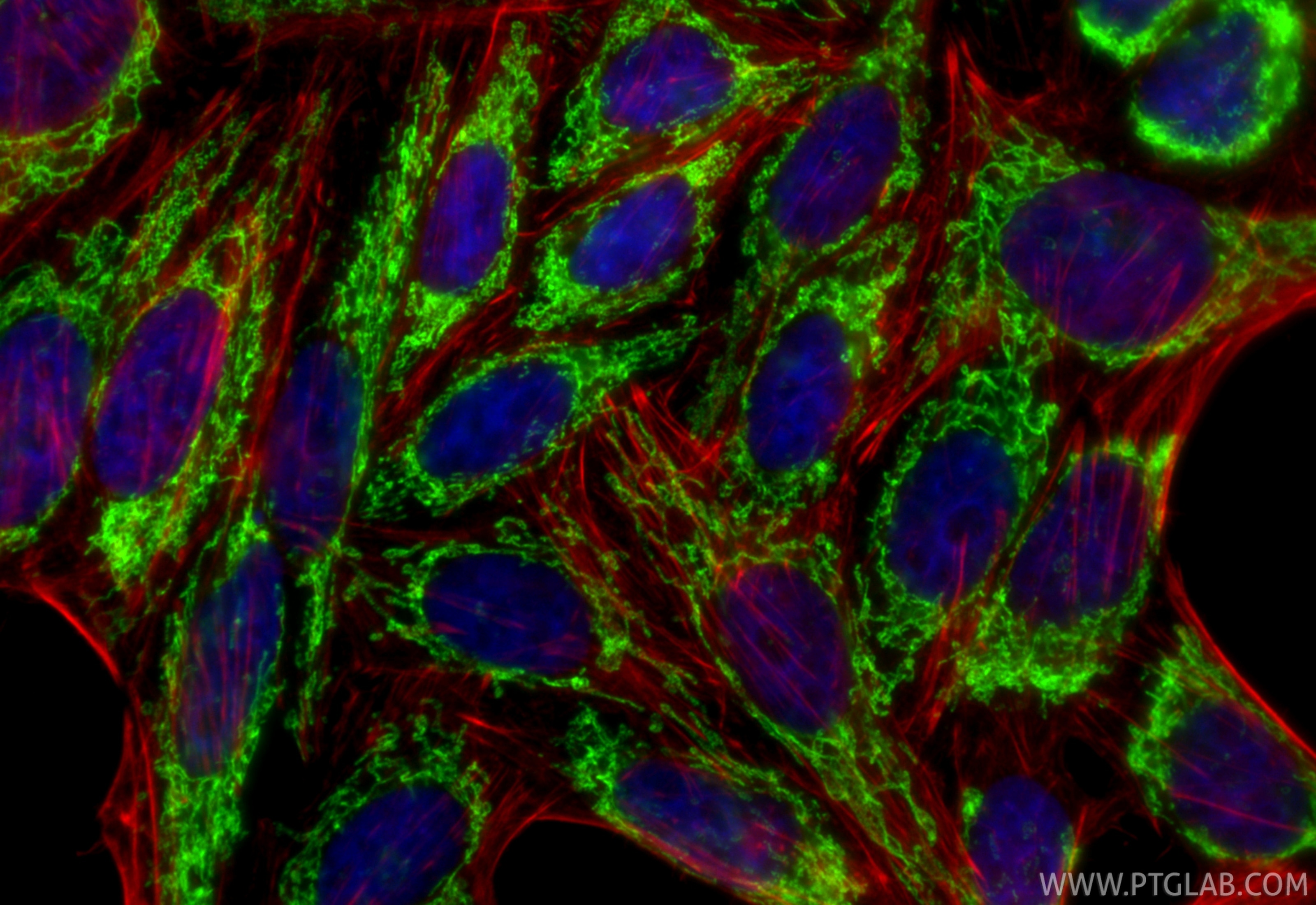Immunofluorescence (IF) / fluorescent staining of HepG2 cells using CoraLite® Plus 488-conjugated ATP5I Recombinant mo (CL488-86218-2)