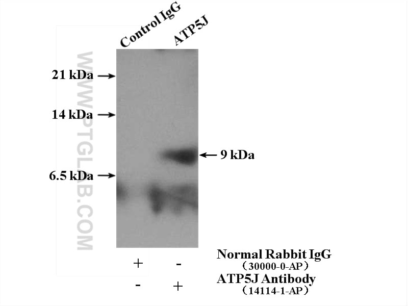 Immunoprecipitation (IP) experiment of HEK-293 cells using ATP5J Polyclonal antibody (14114-1-AP)