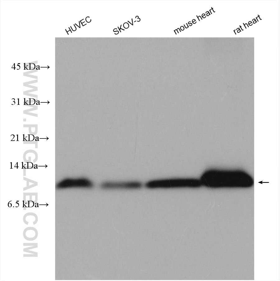 Western Blot (WB) analysis of various lysates using ATP5J Polyclonal antibody (14114-1-AP)