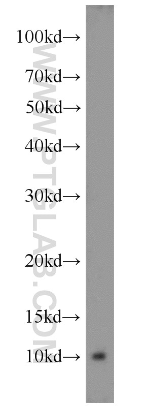 Western Blot (WB) analysis of mouse liver tissue using ATP5J Polyclonal antibody (14114-1-AP)