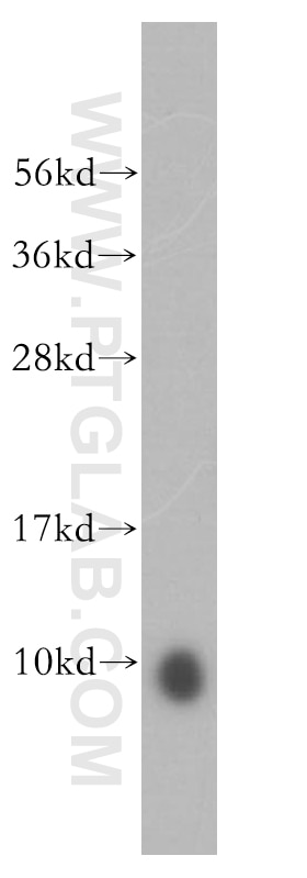 Western Blot (WB) analysis of human heart tissue using ATP5J Polyclonal antibody (14114-1-AP)