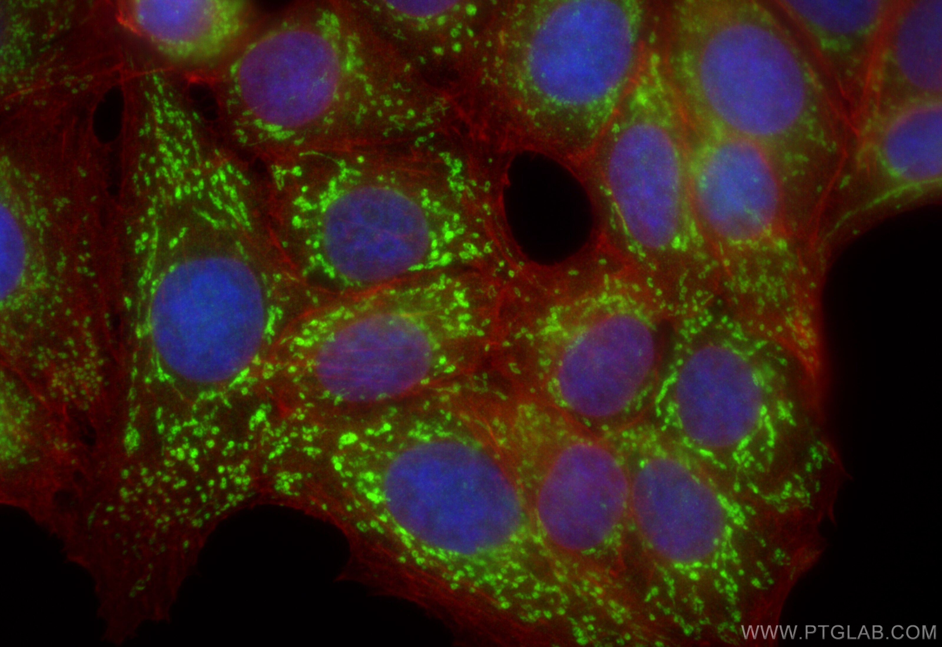 Immunofluorescent analysis of (4% PFA) fixed MCF-7 cells using ATP5J2 antibody (15842-1-AP) at dilution of 1:400 and CoraLite®488-Conjugated Goat Anti-Rabbit IgG(H+L) (SA00013-2), CL594-Phalloidin (red). Immunofluorescence (IF) / fluorescent staining of MCF-7 cells using ATP5J2 Polyclonal antibody (15842-1-AP)