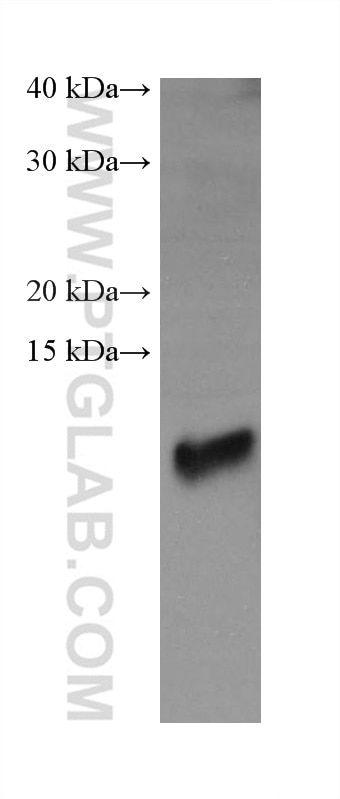 Western Blot (WB) analysis of rabbit heart tissue using ATP5J2 Monoclonal antibody (68128-1-Ig)