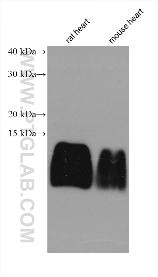 Western Blot (WB) analysis of various lysates using ATP5J2 Monoclonal antibody (68128-1-Ig)