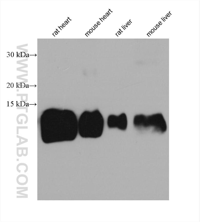 Western Blot (WB) analysis of various lysates using ATP5J2 Monoclonal antibody (68128-1-Ig)
