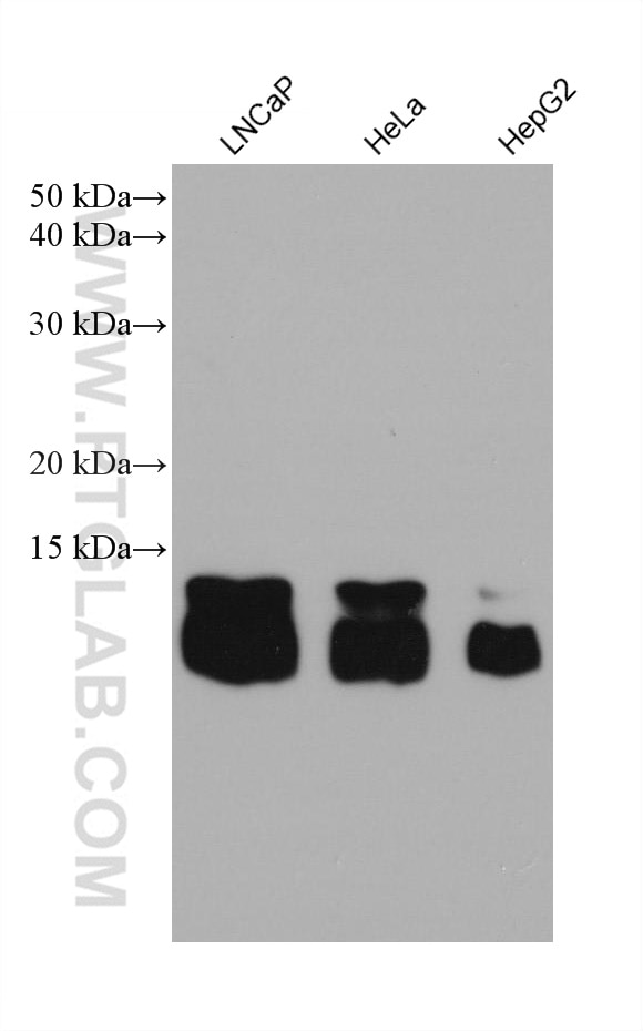 Western Blot (WB) analysis of various lysates using ATP5J2 Monoclonal antibody (68128-1-Ig)