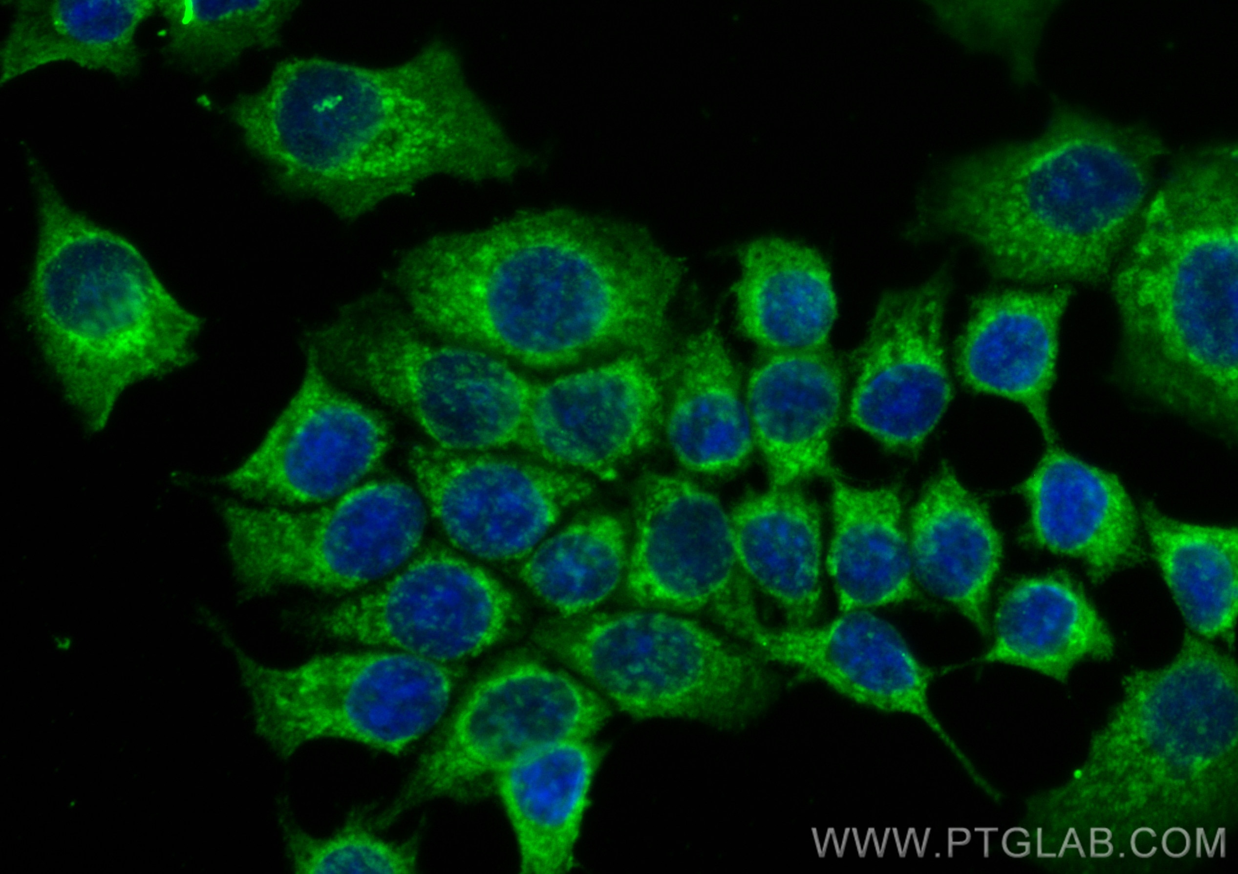 Immunofluorescence (IF) / fluorescent staining of MCF-7 cells using CoraLite® Plus 488-conjugated ATP5J2 Monoclonal an (CL488-68128)