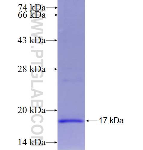 ATP5J2 fusion protein Ag8811 SDS-PAGE