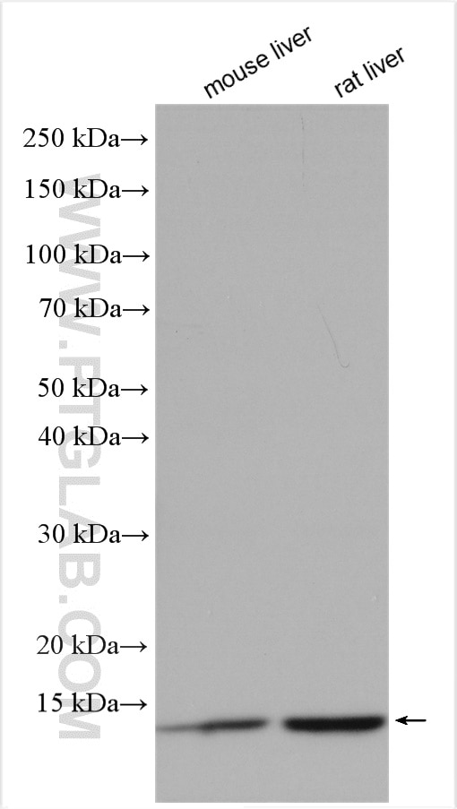 Western Blot (WB) analysis of various lysates using ATP5L Polyclonal antibody (16307-1-AP)