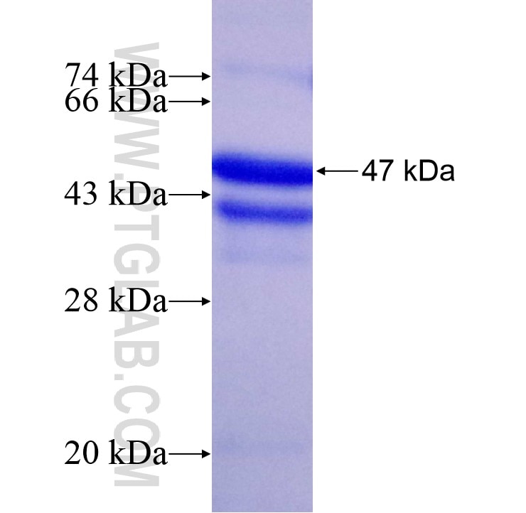 ATP5L fusion protein Ag9287 SDS-PAGE
