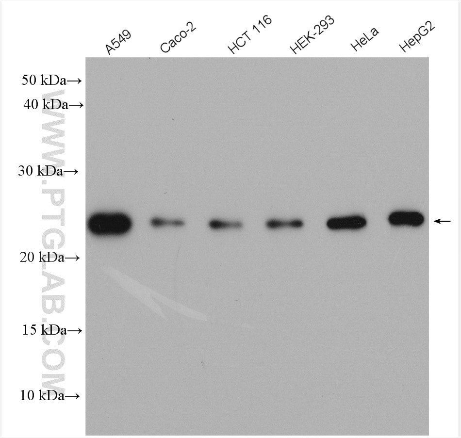 Western Blot (WB) analysis of various lysates using ATP5O Polyclonal antibody (10994-1-AP)