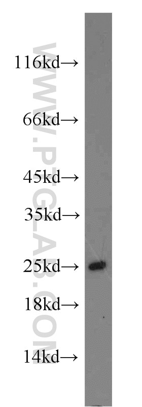 Western Blot (WB) analysis of mouse liver tissue using ATP5O Polyclonal antibody (10994-1-AP)