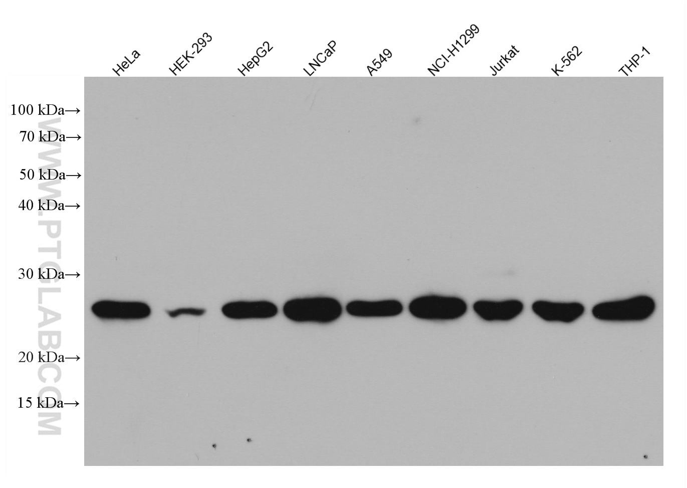 Western Blot (WB) analysis of various lysates using ATP5O Monoclonal antibody (66696-1-Ig)