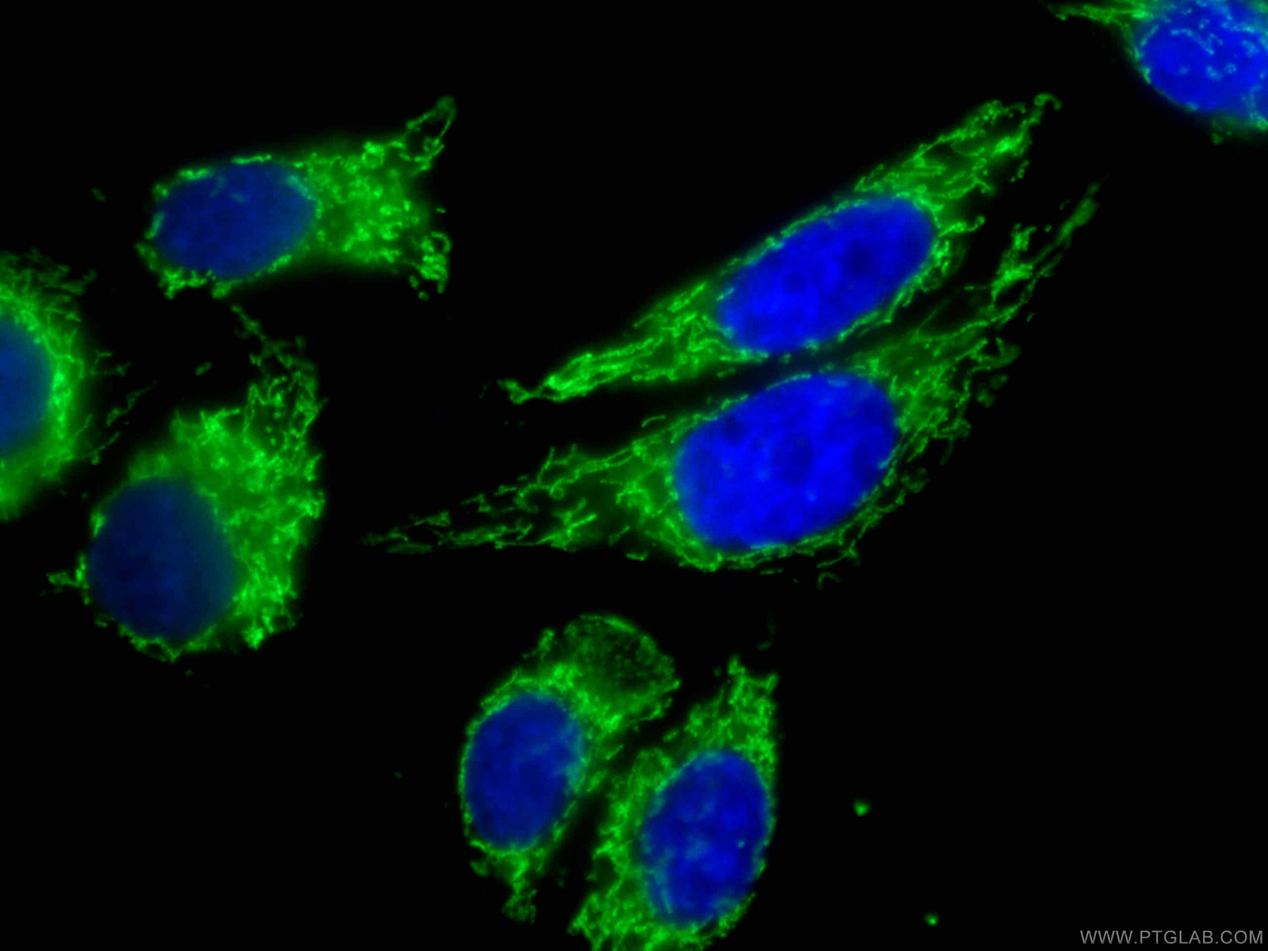 Immunofluorescence (IF) / fluorescent staining of HepG2 cells using CoraLite® Plus 488-conjugated ATP5O Monoclonal ant (CL488-66696)