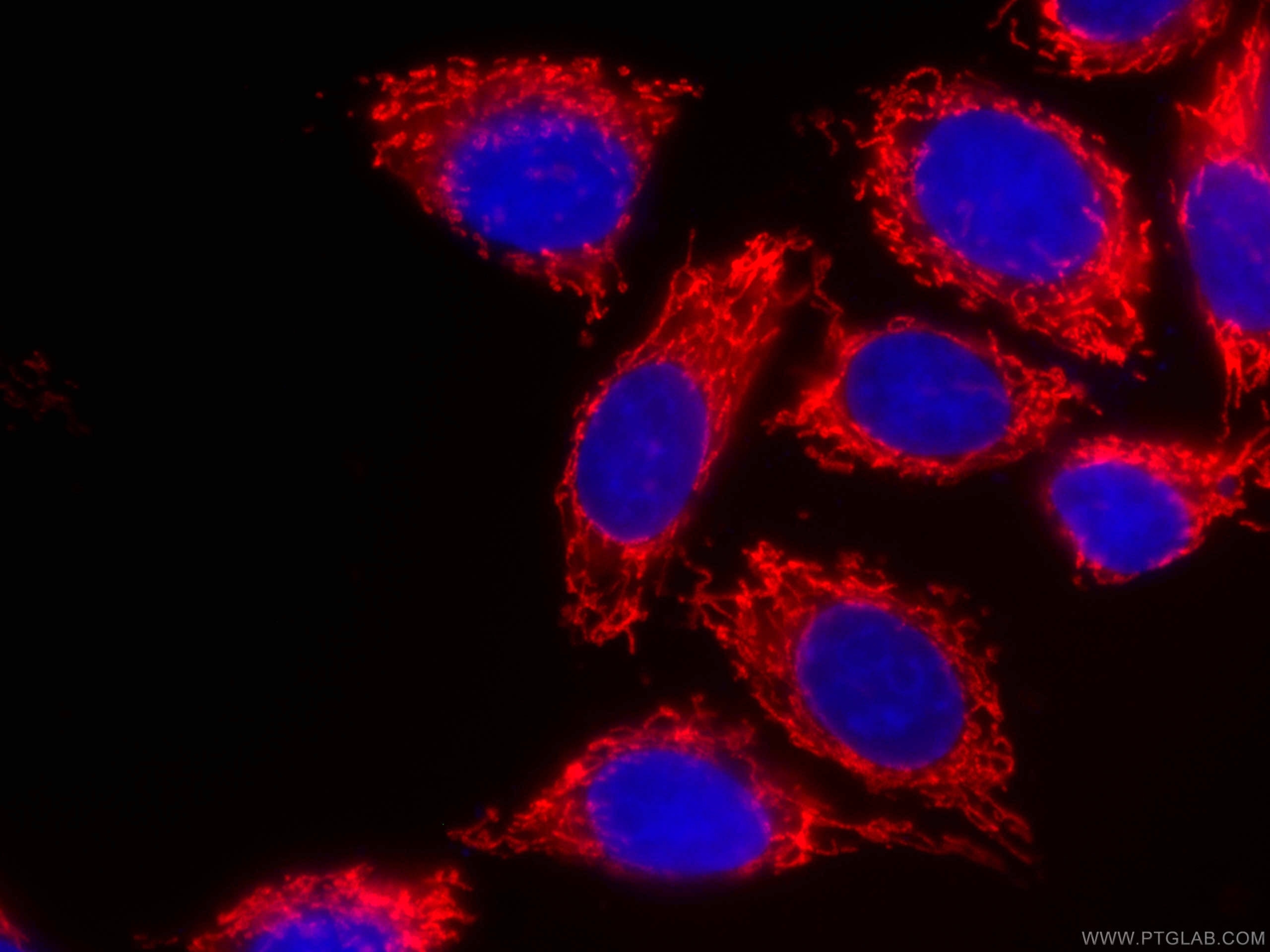 IF Staining of HepG2 using CL594-66696